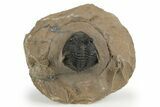 Detailed Metacanthina Trilobite - Lghaft, Morocco #249786-2
